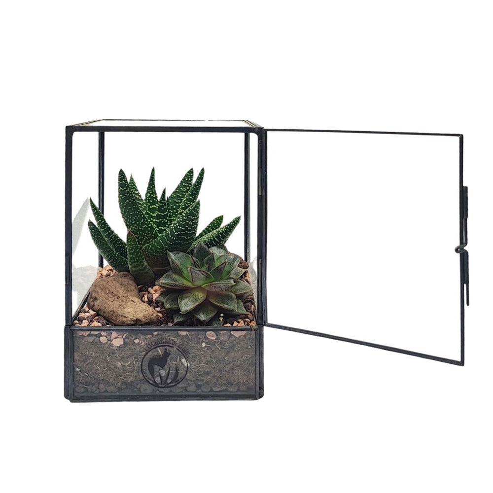 Terrarium geometrico aperto con piante grasse vere in vaso di vetro nero – composizione con haworthia e succulente, decorazione green per interni – I Giardini di Giulia

