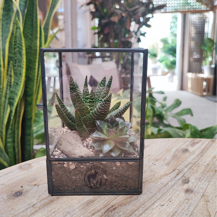 Terrarium con piante grasse vere in vaso di vetro quadrato – haworthia e echeveria su base di ghiaia e corteccia, ambientato in spazio interno con piante tropicali – I Giardini di Giulia