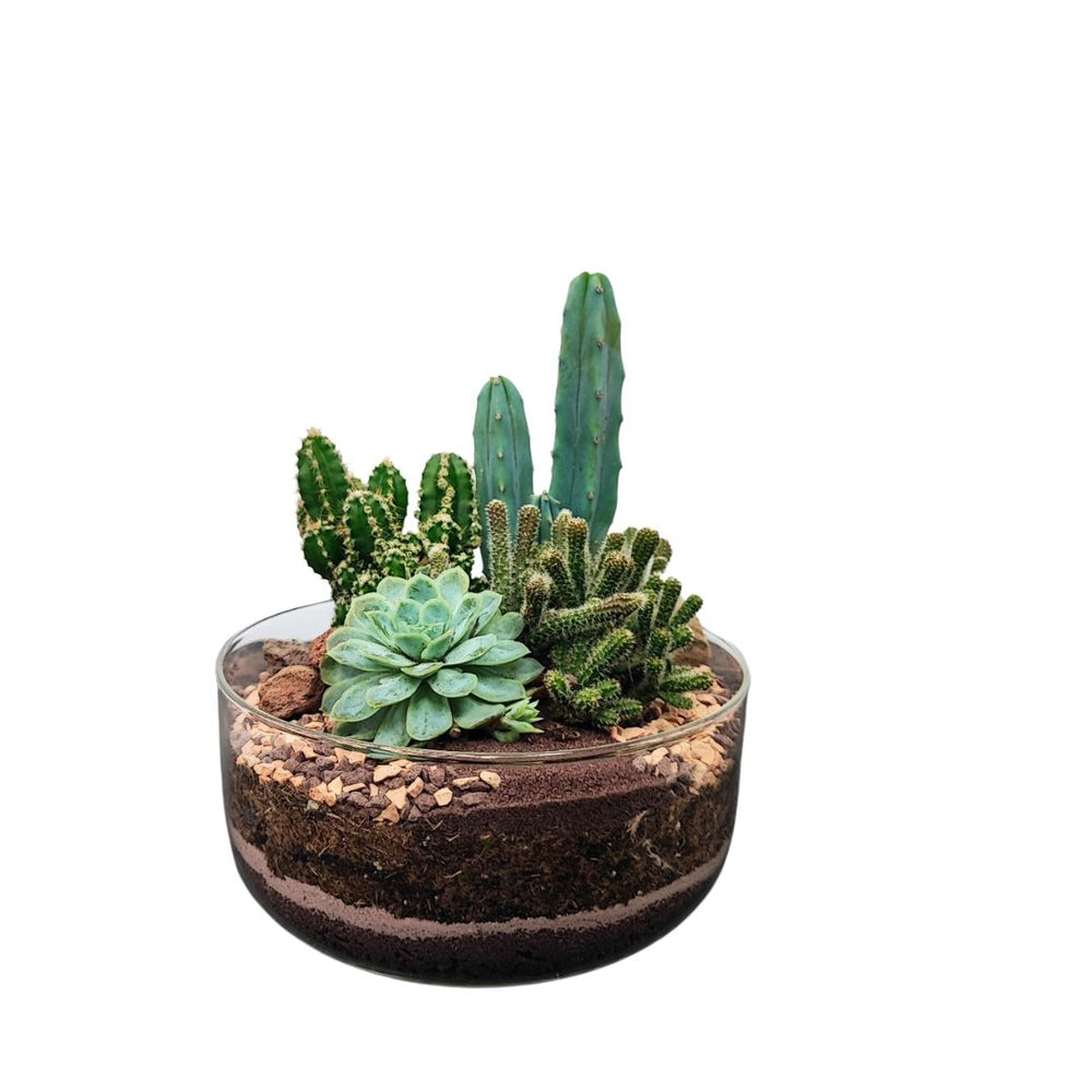 Terrarium moderno con cactus e succulente in vaso di vetro trasparente – composizione vegetale da interno con substrato stratificato – I Giardini di Giulia