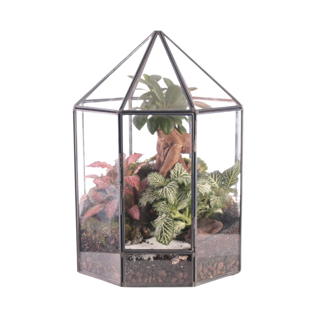 Terrarium Vetta