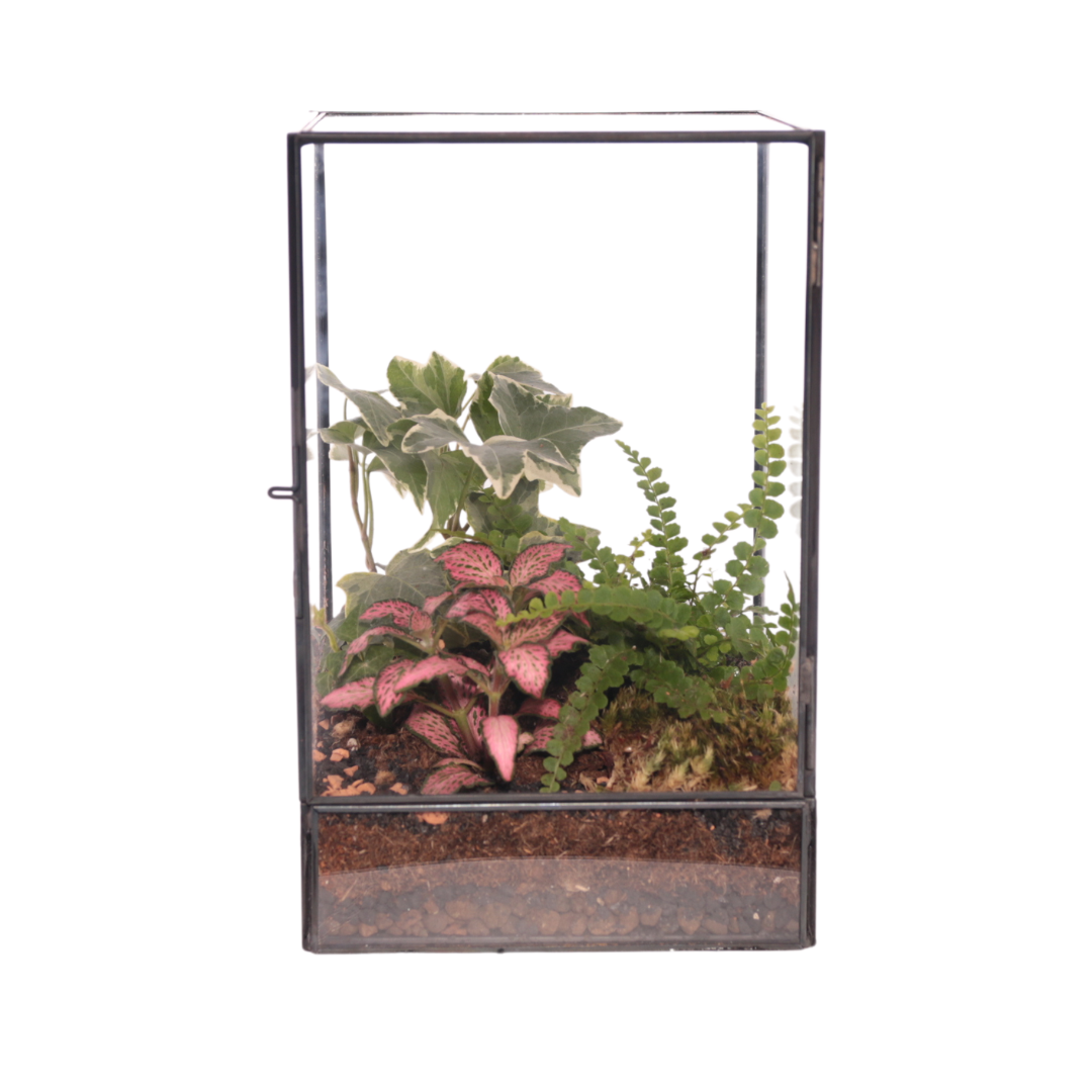 Terrarium Vetrina con Piante Verdi