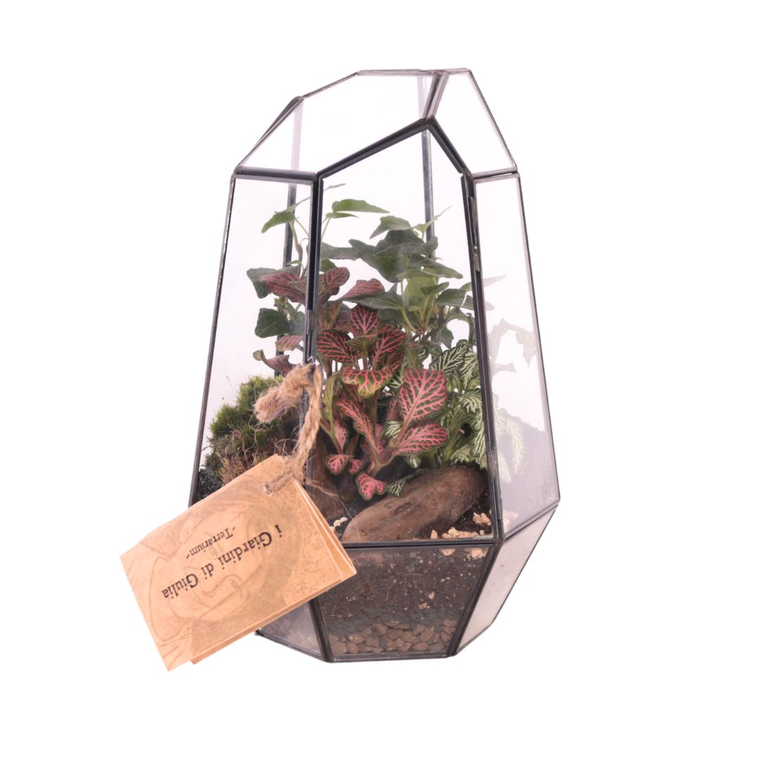 Terrarium Scogliera