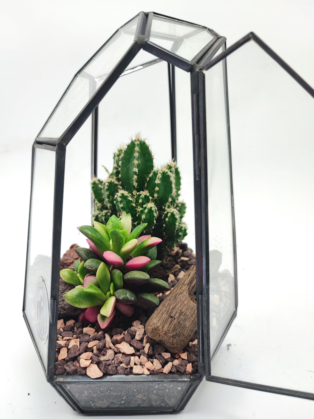 Terrarium geometrico Emma con piante grasse - i Giardini di Giulia  