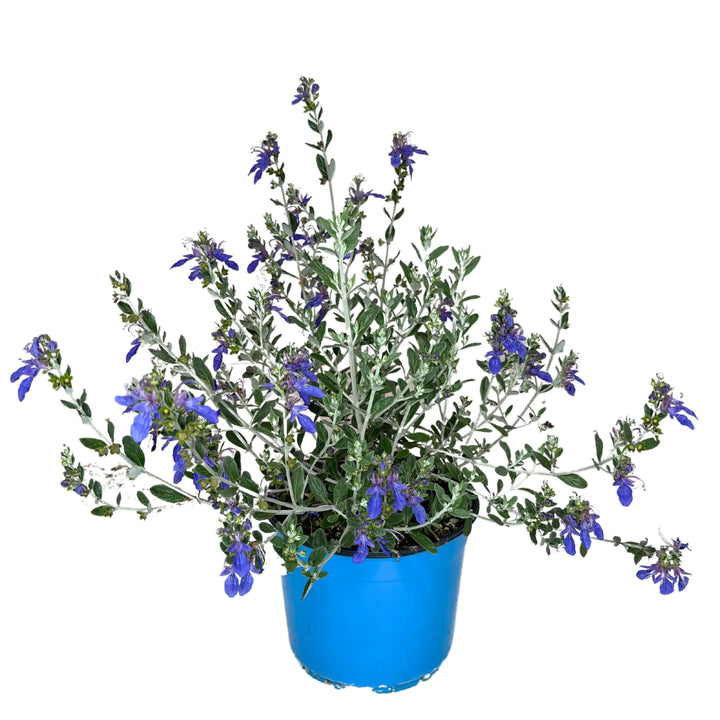 Pianta di Teucrium Azureum in vaso da 18 cm su sfondo bianco
