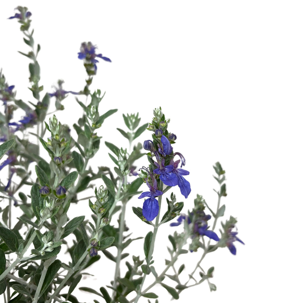 Dettaglio dei fiori blu del Teucrium Azureum e fogliame grigio-argento
