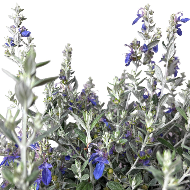 Teucrium Azureum D. 24 CM H. 60 CM - i Giardini di Giulia