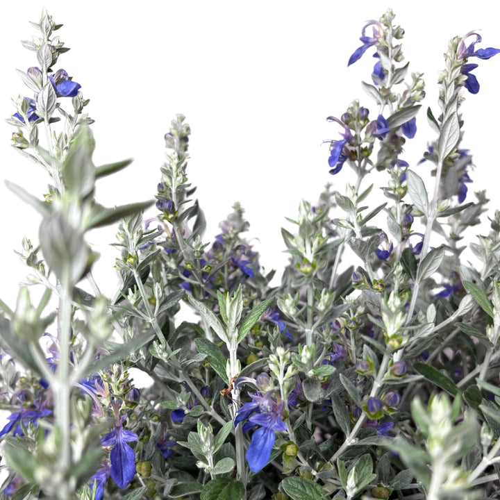 Dettaglio dei fiori blu intensi e del fogliame argentato del Teucrium Azureum.