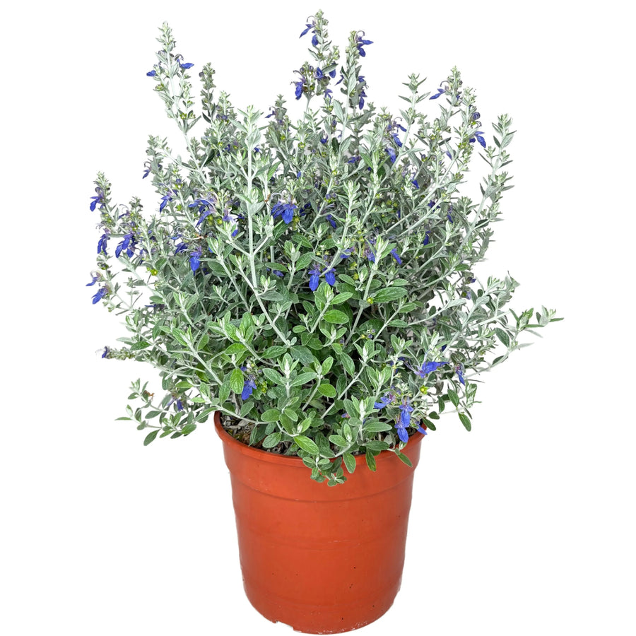 Pianta di Teucrium Azureum in vaso Ø24 cm, vista frontale con foglie argento e fiori blu.