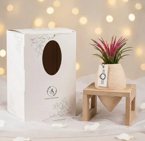 Tillandsia pianta aerea bomboniera con packaging personalizzato