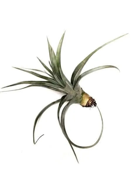 Tillandsia Polystachya - i Giardini di Giulia