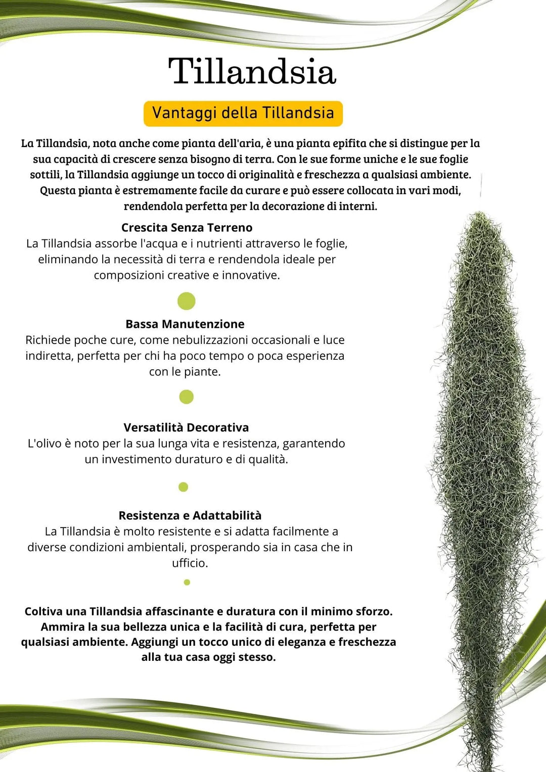 Tillandsia Usneoides (Spanish Moss) 4/6 B L - i Giardini di Giulia