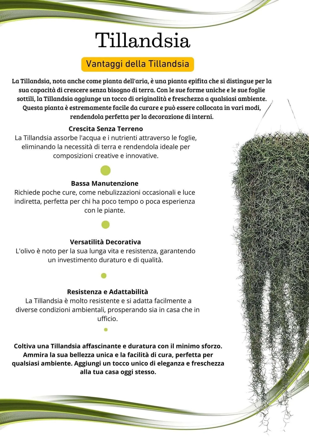 Tillandsia Usneoides (Spanish Moss) 60/70 B L - i Giardini di Giulia