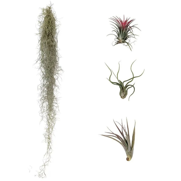 Set Tillandsie Premium – M