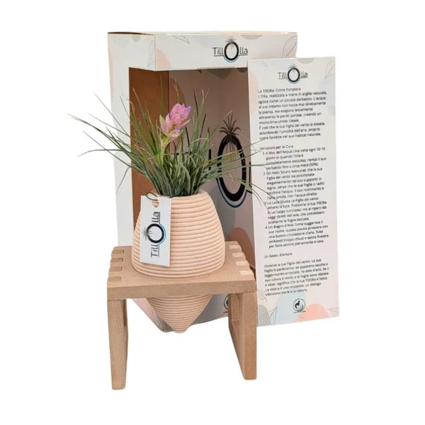 TillOlla con Tillandsia stricta