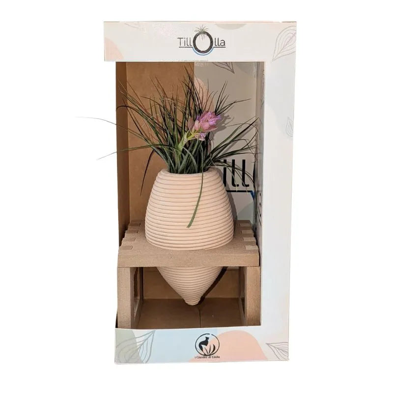 immagine mostra una Tillandsia in un piccolo vasetto in terracotta con un dupporto in legnio messa in una scatola bianca 