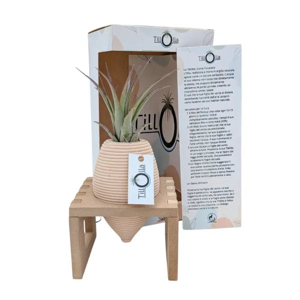 TillOlla con Tillandsie multiflora