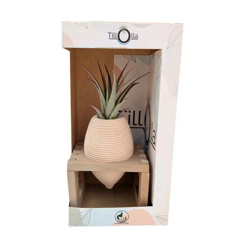 immagine mostra una Tillandsie messa in una olla di terracotta inserita un un pporto in legnio in una scatola bianca 
