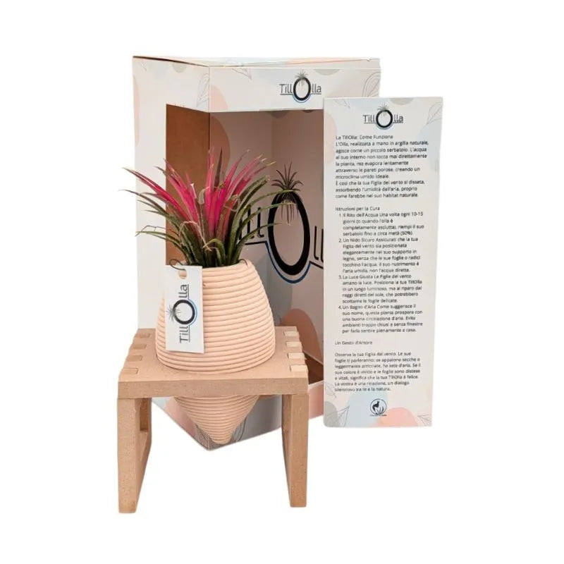 immagine mostra una Tillandsie messa in una olla di terracotta inserita un un pporto in legnio 