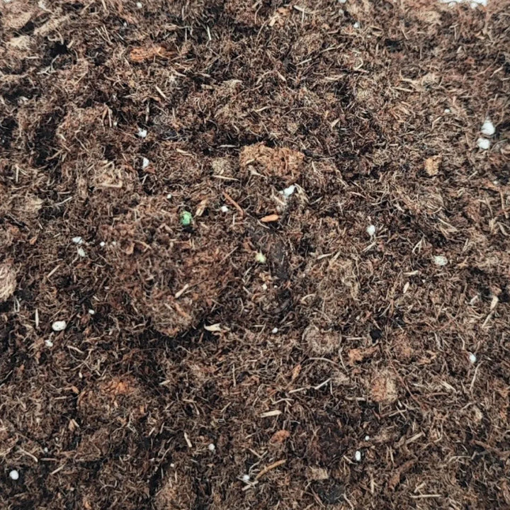 Terriccio per terrarium - i Giardini di Giulia  