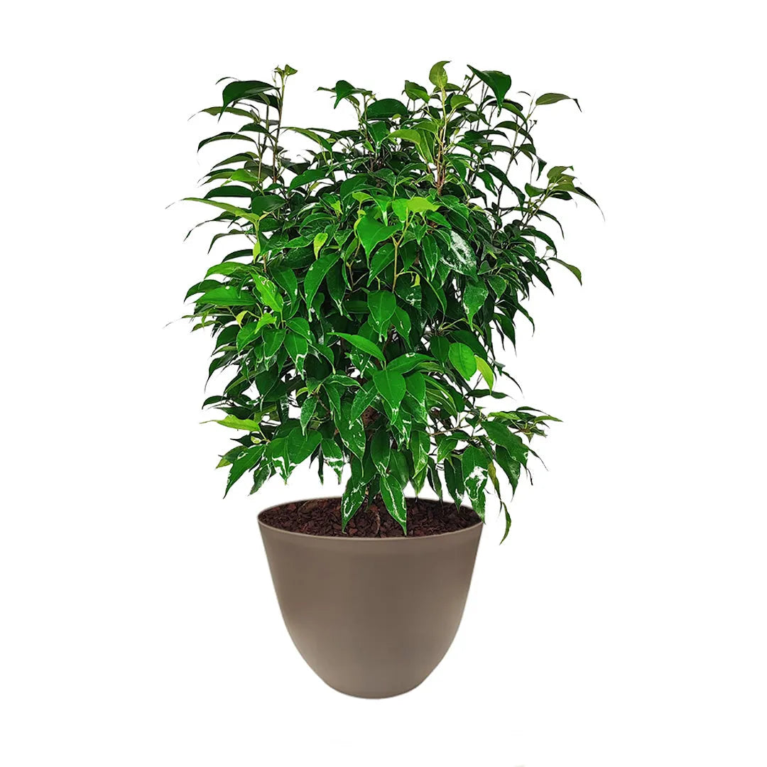 Ficus Benjamin in vaso - i Giardini di Giulia 