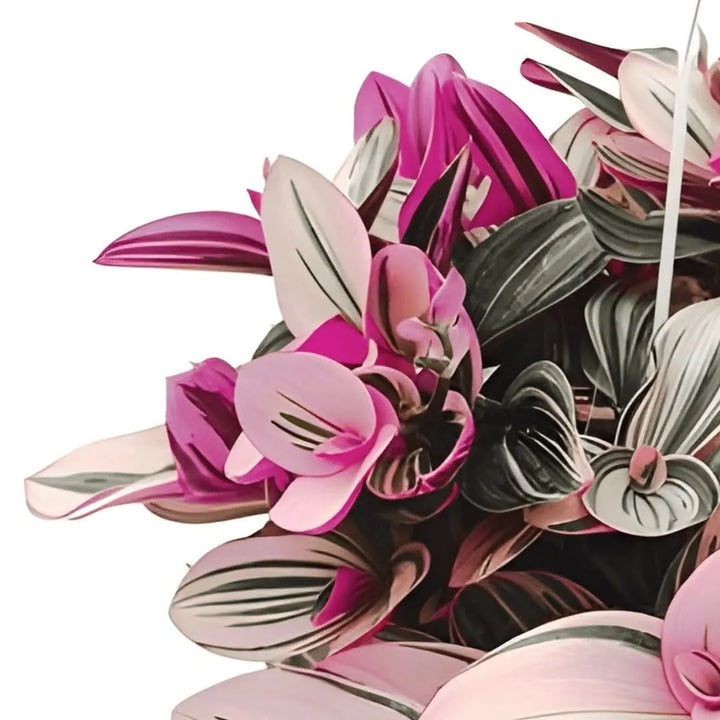 Dettaglio delle foglie variegate di Tradescantia Nanouk

