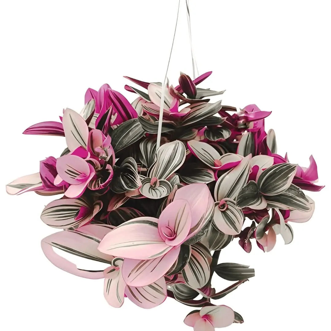 Pianta Tradescantia Nanouk con foglie rosa e verdi in vaso da 20 cm

