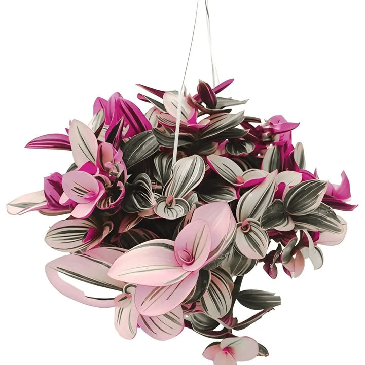 Pianta Tradescantia Nanouk con foglie rosa e verdi in vaso da 20 cm

