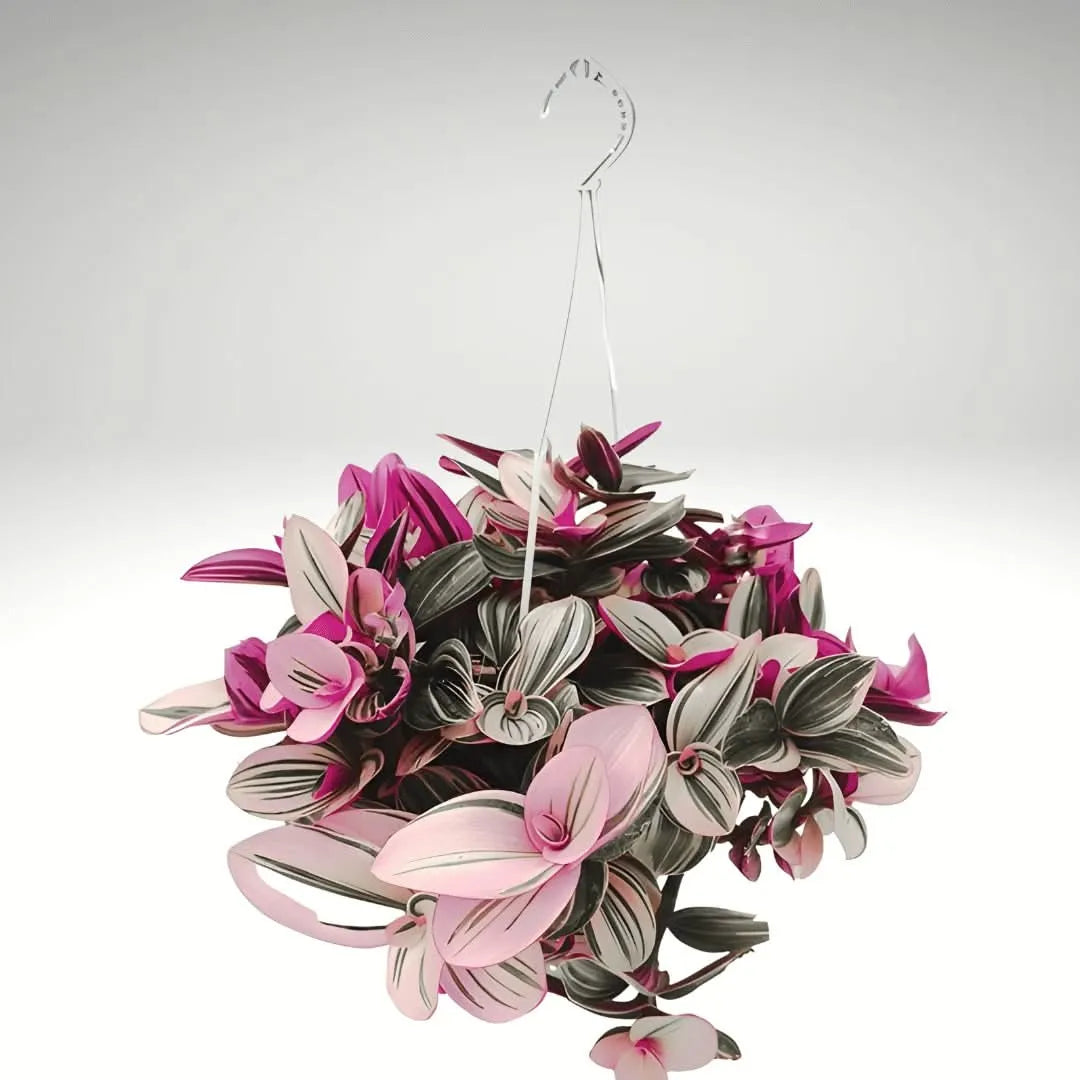 Tradescantia Nanouk sospesa – vista completa della pianta su sfondo bianco