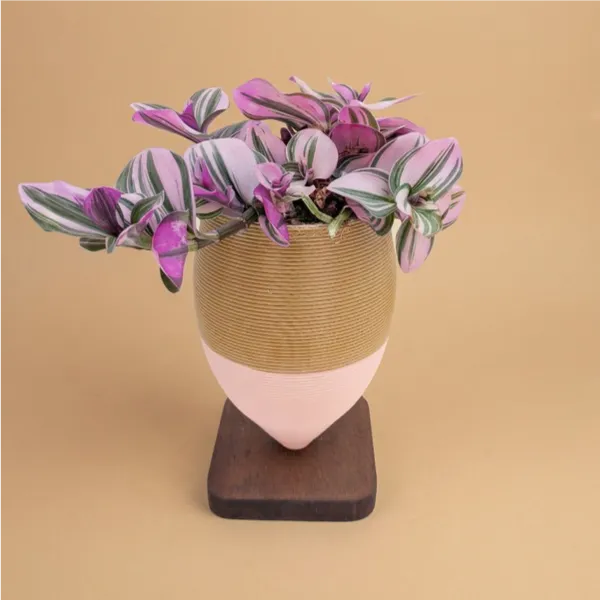 Tradescantia Nanouk in olla di argilla artigianale bicolore con basetta in legno, pianta da interno con foglie rosa e verdi