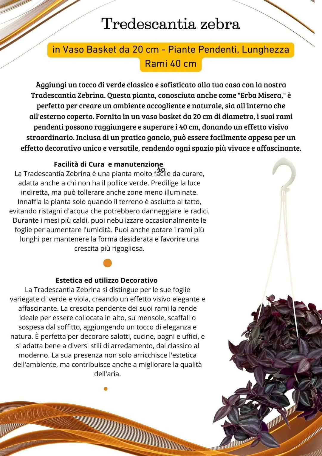 Tradescantia Zebra - Lunghezza Pianta 40 cm, Vaso Basket Diametro 20 cm - i Giardini di Giulia