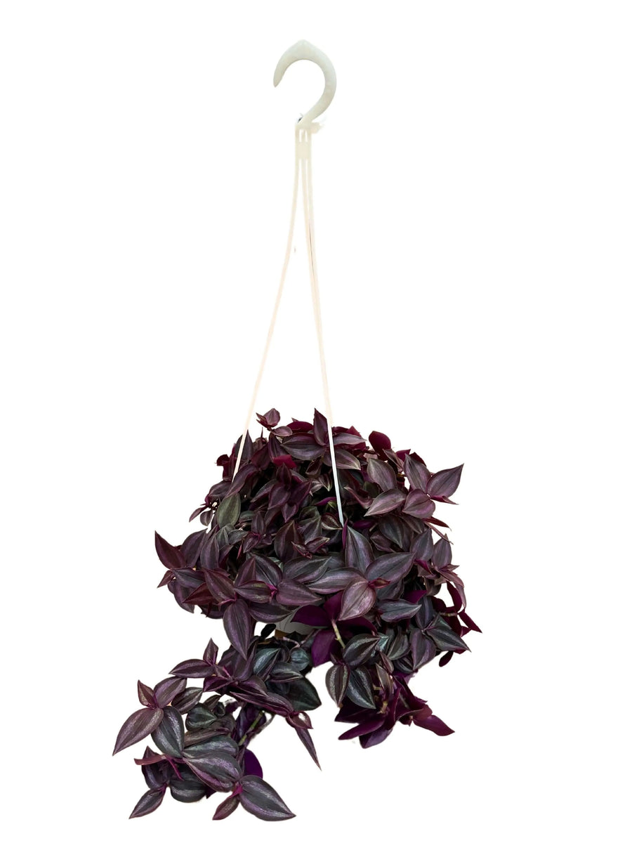 tradescantia zebra pendente in vaso basket vista frontale

