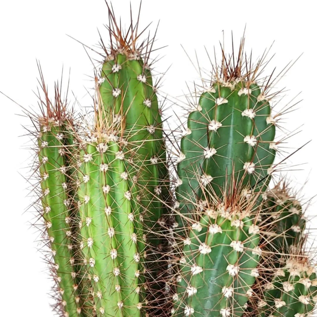Dettaglio delle spine e delle costolature del cactus Trichocereus, con fusti verdi e punte marroni ben evidenti
