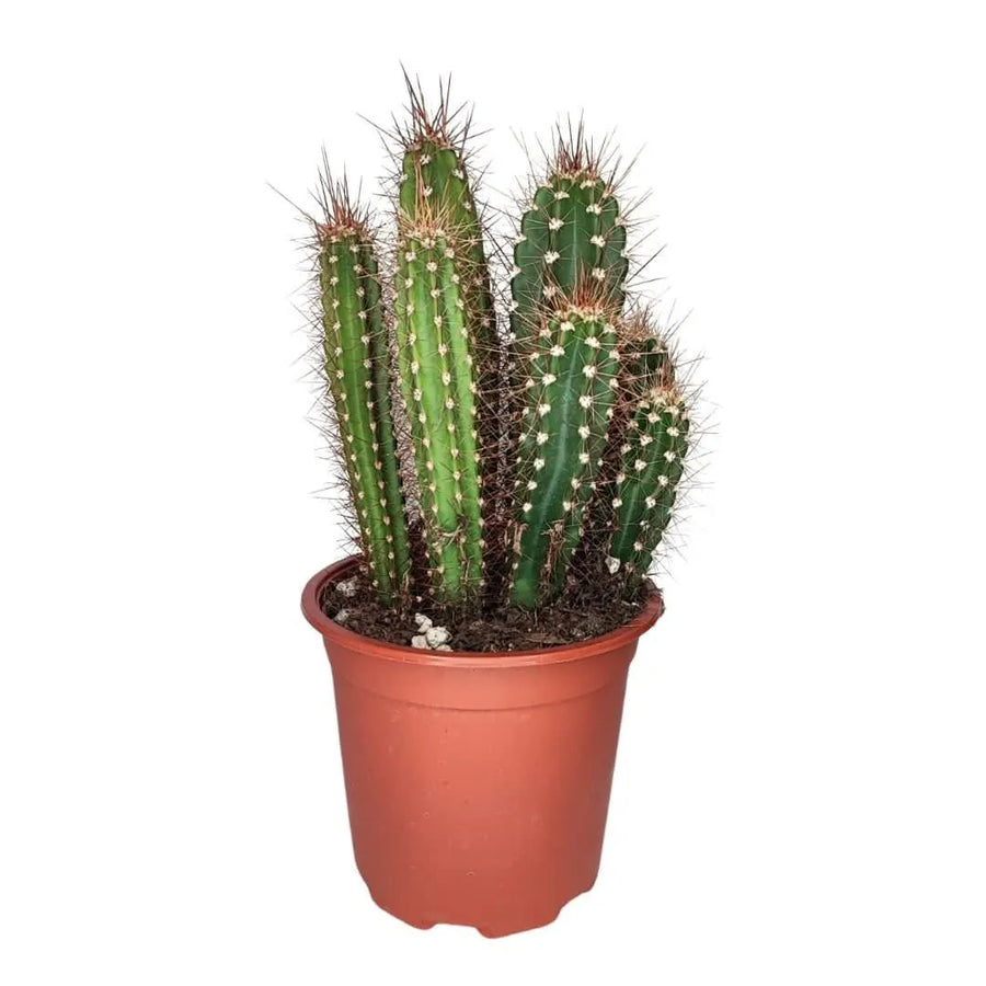 Trichocereus cactus ornamentale in vaso da 17 cm, pianta colonnare alta 36 cm con fusto verde e spine marroni