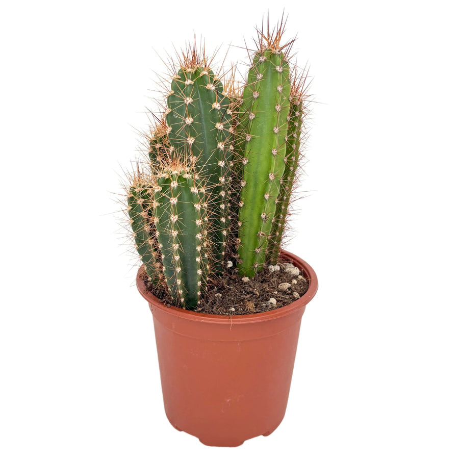 Cactus Trichocereus in vaso da 17 cm, pianta grassa colonnare alta 35 cm con spine evidenti

