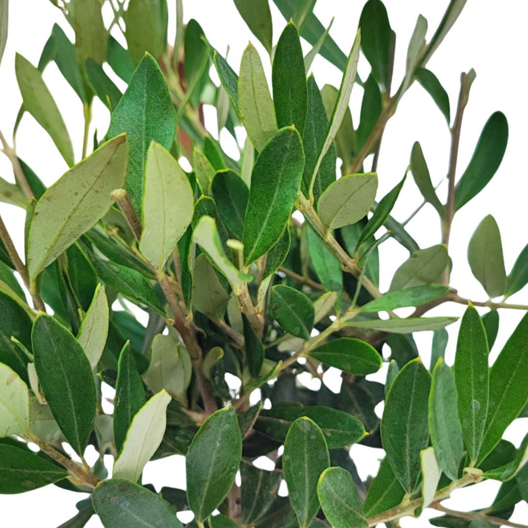 Dettaglio foglie di ulivo bonsai, simbolo di pace e longevità, perfetto per bomboniere naturali