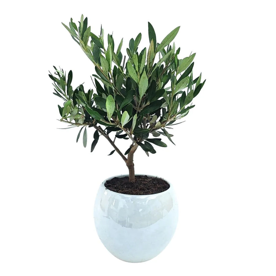 Ulivo bonsai da interno in vaso bianco smaltato, pianta simbolica perfetta per bomboniere e regali green