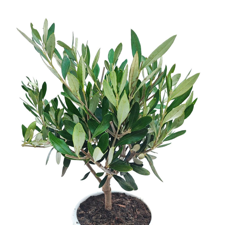 Ulivo mediterraneo coltivato in vaso di ceramica bianca, pianta sempreverde resistente per interni ed esterni