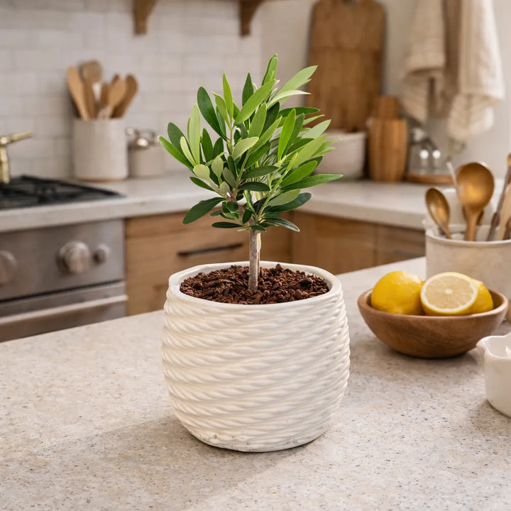 Ulivo pianta da interno in vaso bianco per arredare cucina moderna luminosa