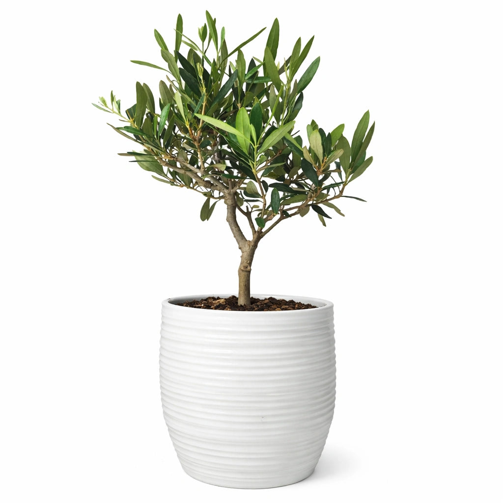 Bonsai Olivo - Altezza Pianta 40 cm, Vaso di Ceramica Bergamo
