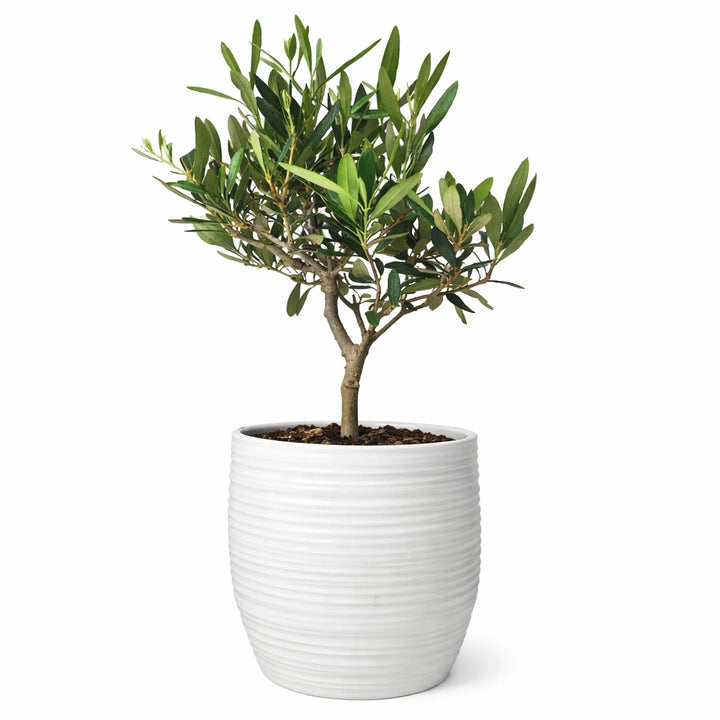 Bonsai Olivo - Altezza Pianta 40 cm, Vaso di Ceramica Bergamo