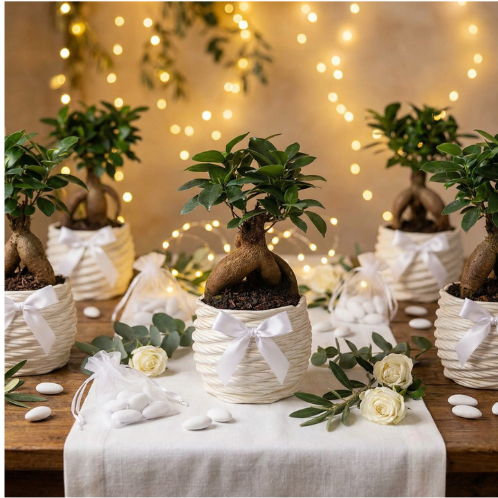 Bonsai ficus ginseng in vaso artigianale Carina D.11 in argilla