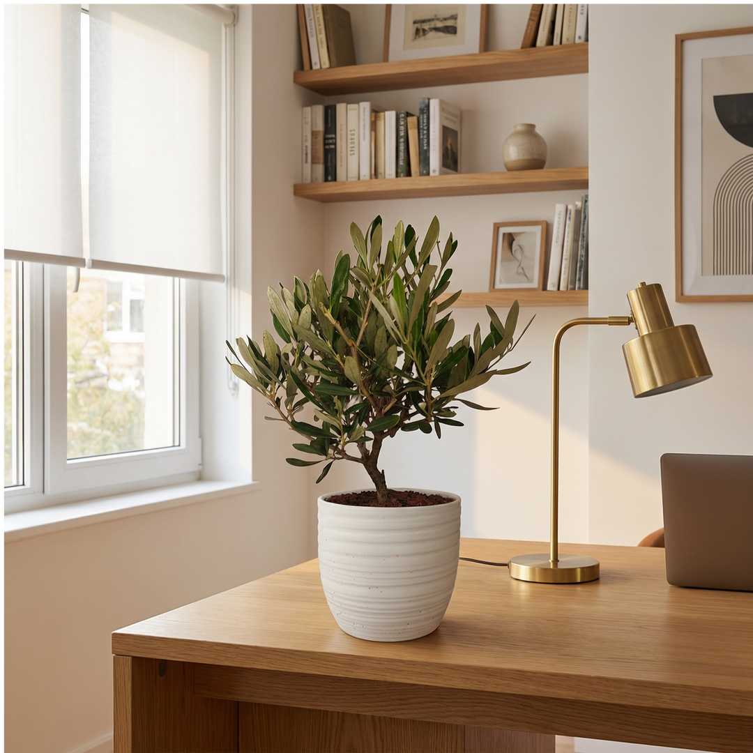 Olivo Bonsai Vaso di Ceramica Bergamo Altezza Pianta 40 cm