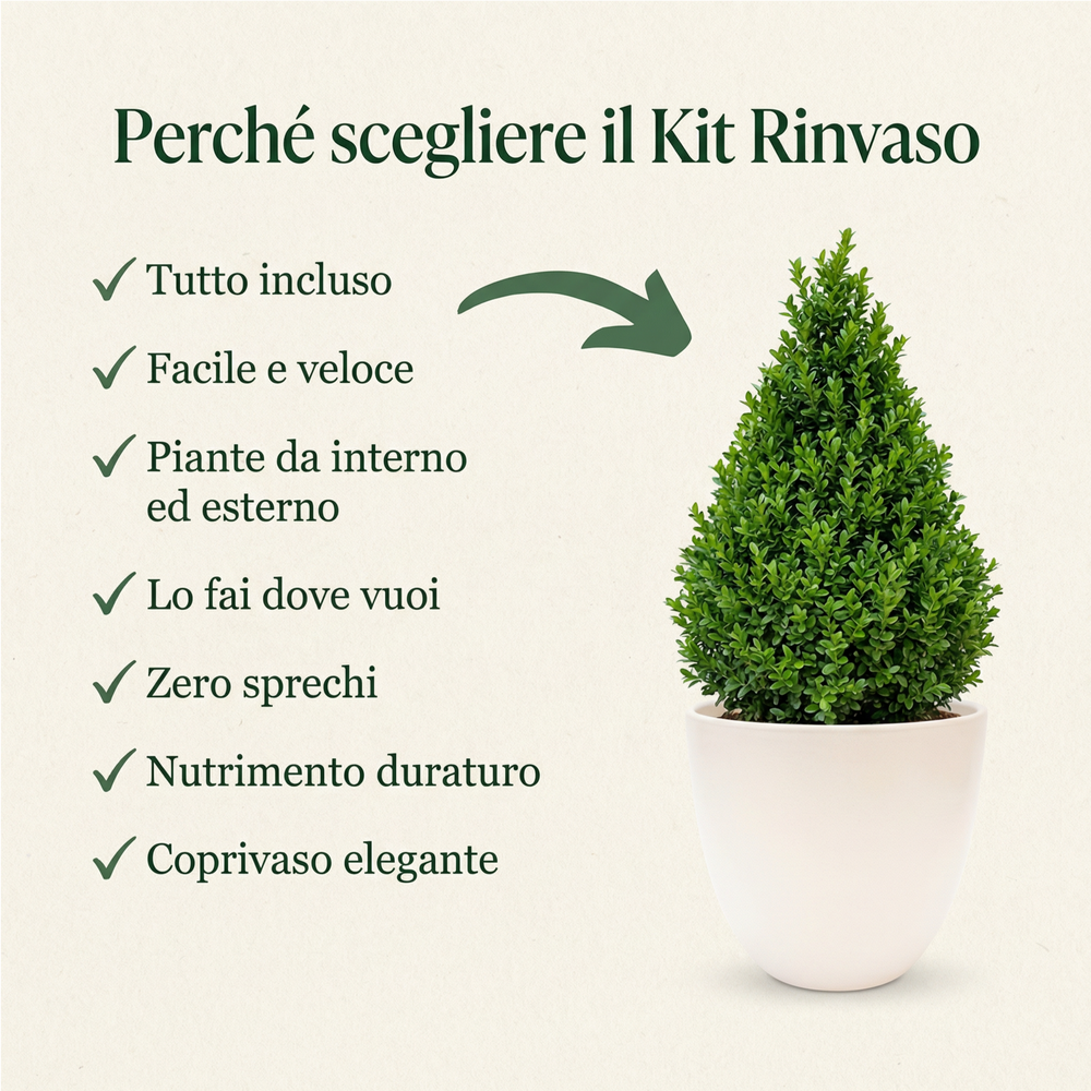 Buxus piramide in coprivaso con 7 vantaggi Kit Rinvaso