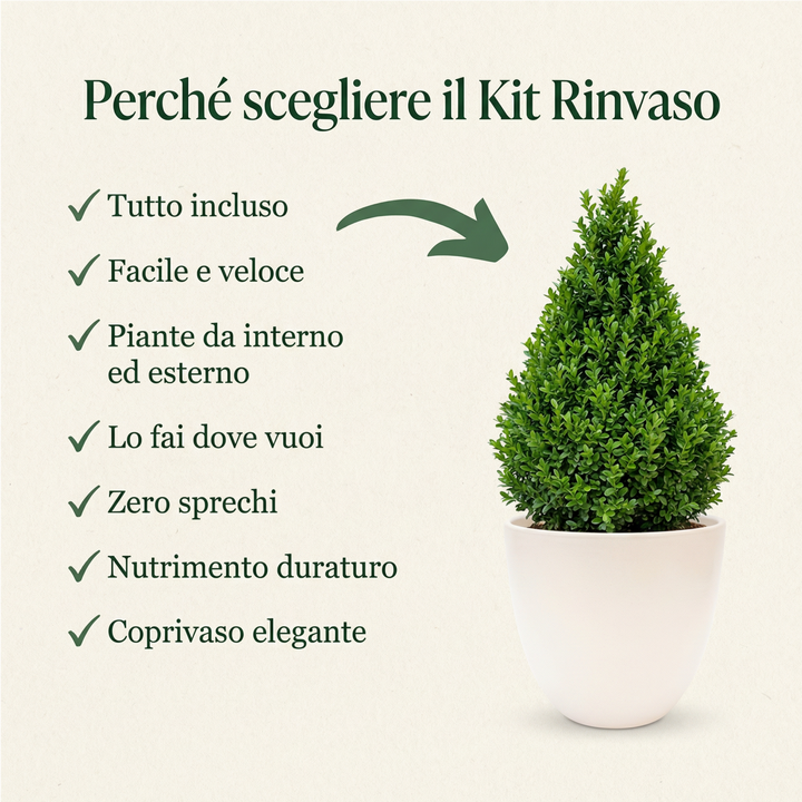 Buxus piramide in coprivaso con 7 vantaggi Kit Rinvaso