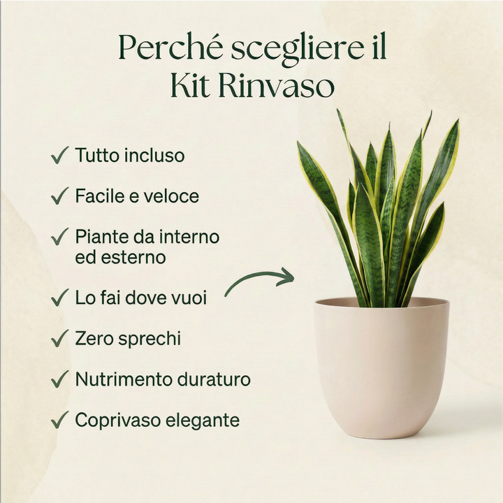 Sansevieria in coprivaso avorio con elenco 7 vantaggi Kit Rinvaso Completo