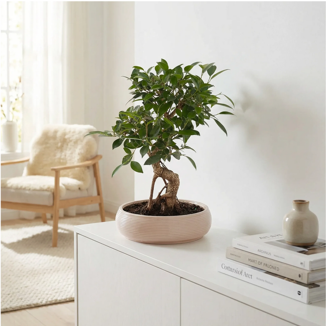 Bonsai Retusa in Vaso ceramica Bonsai Ovale