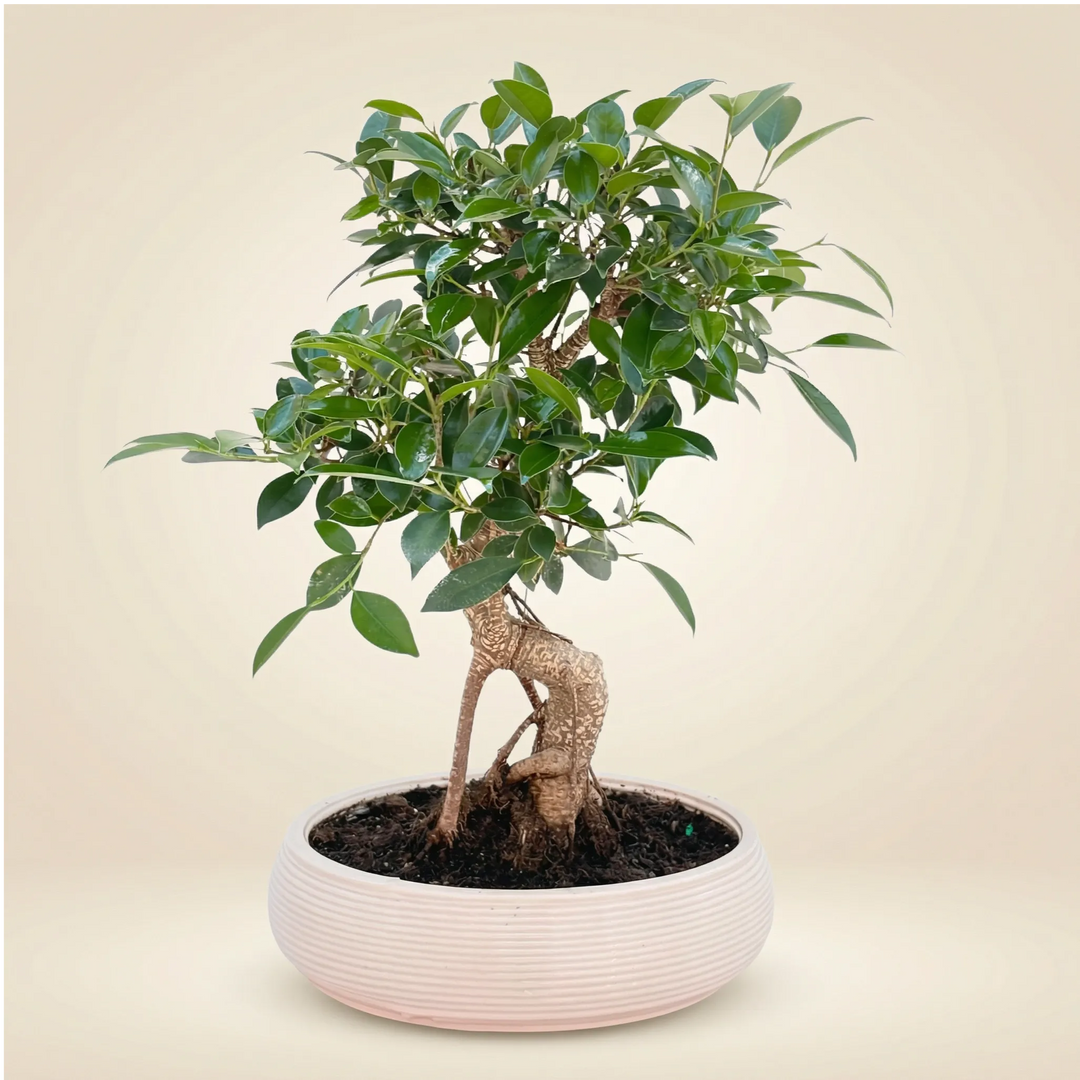Bonsai Retusa in Vaso ceramica Bonsai Ovale