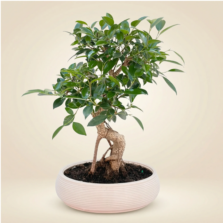 Bonsai Retusa in Vaso ceramica Bonsai Ovale