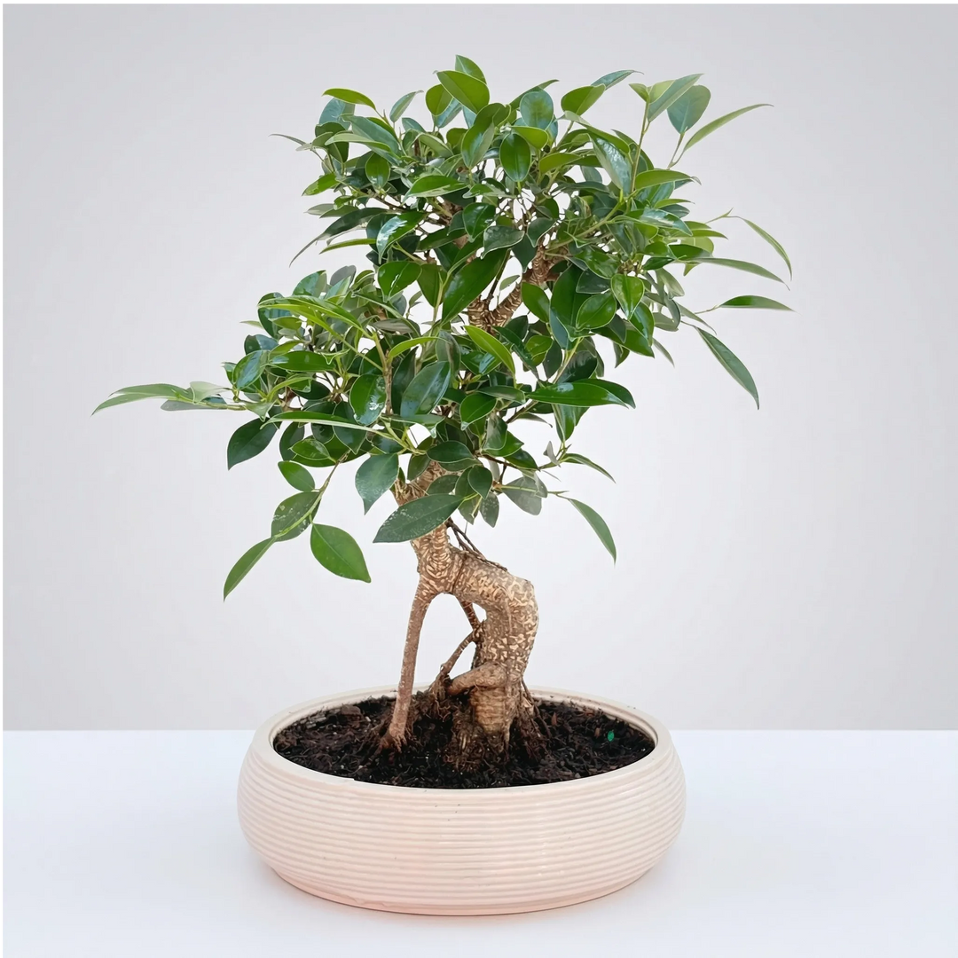 Bonsai Retusa in Vaso ceramica Bonsai Ovale