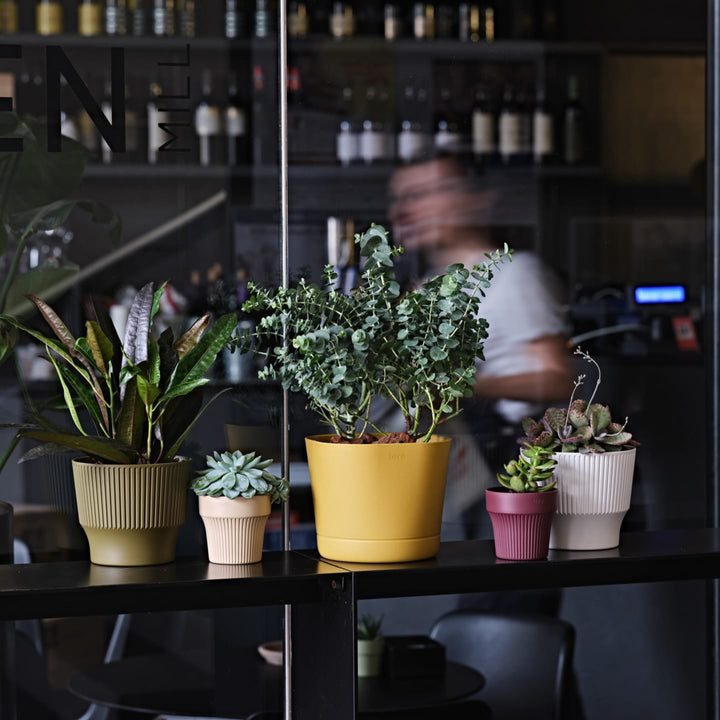 Vasi colorati con piante da interno e succulente su mensola nera in ambiente moderno.